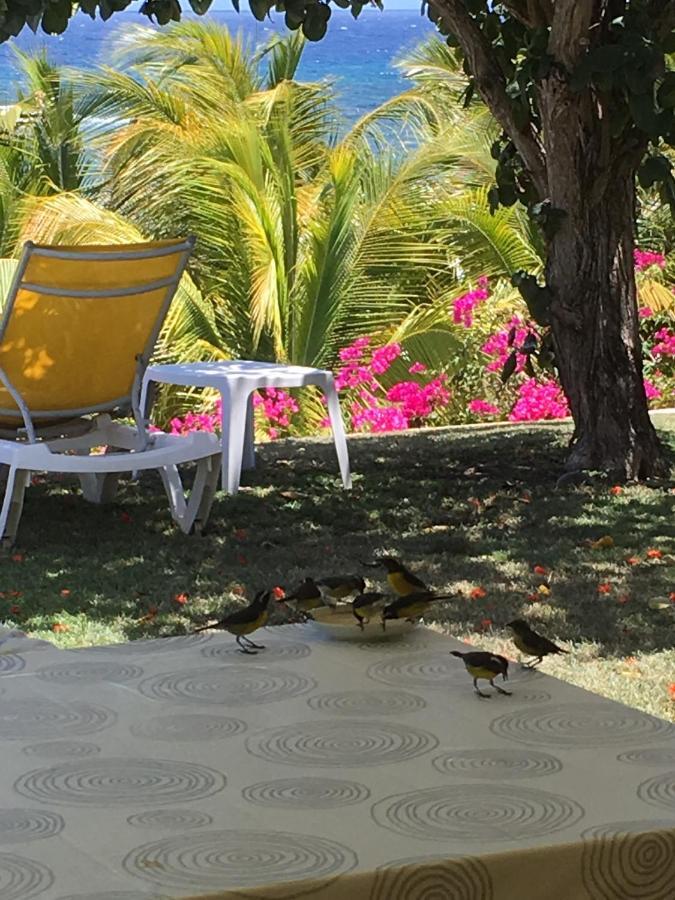 Villa Guadeloupe Saint Francois Acces Mer Piscine Iguana Bay - Villa Zagadi Екстер'єр фото